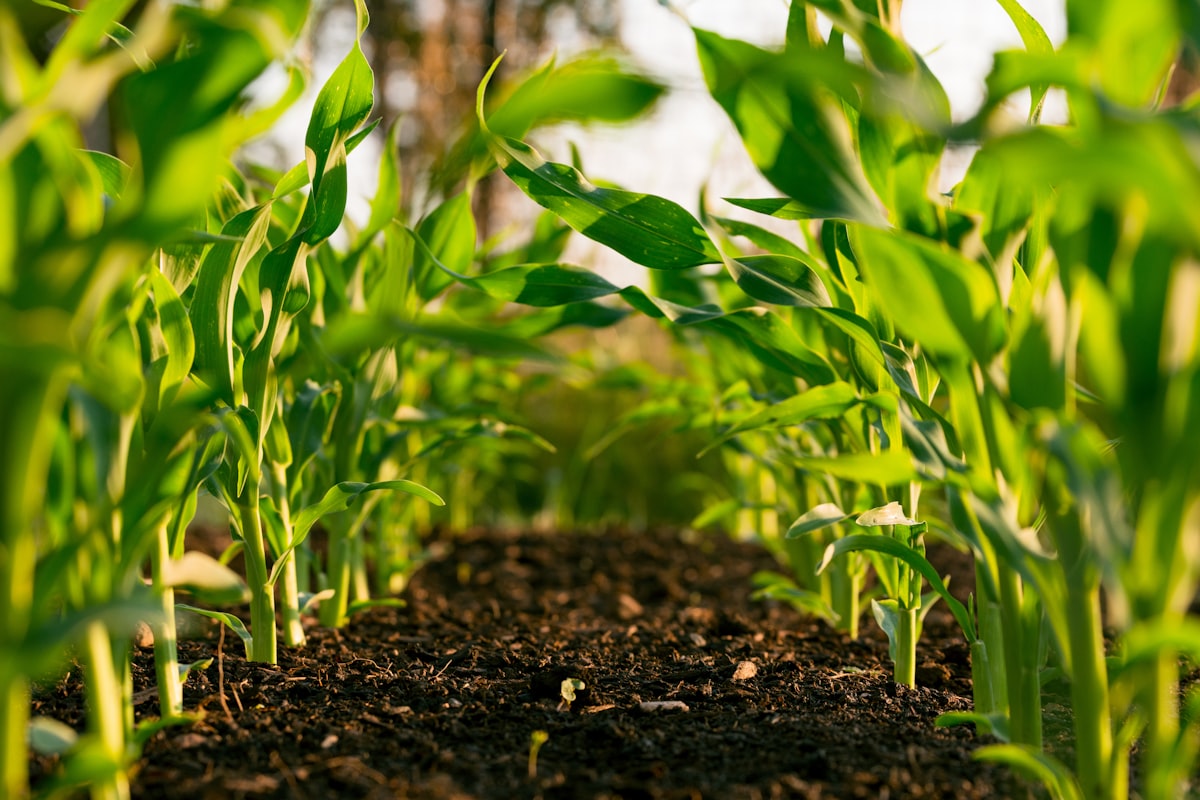 Cosechadora operando en campo agrícola